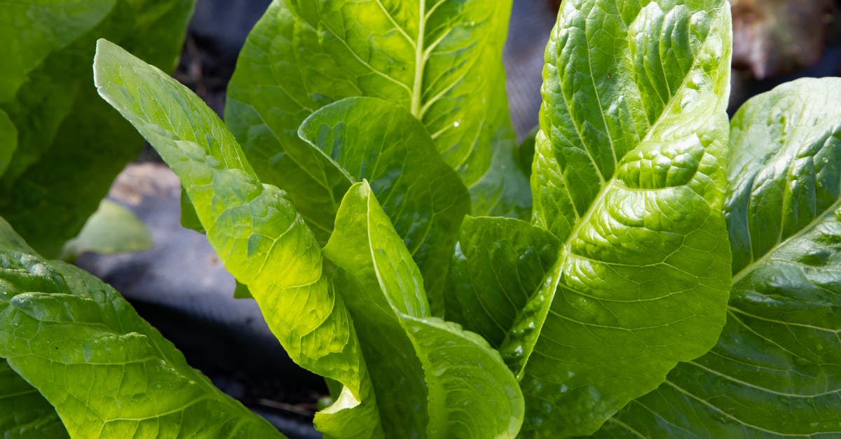 Moisture in Vegetable Bin - Green Leaves Vegetables in Close Up Photography Moisture in Vegetable Bin - Green Leaves Vegetables in Close Up Photography
