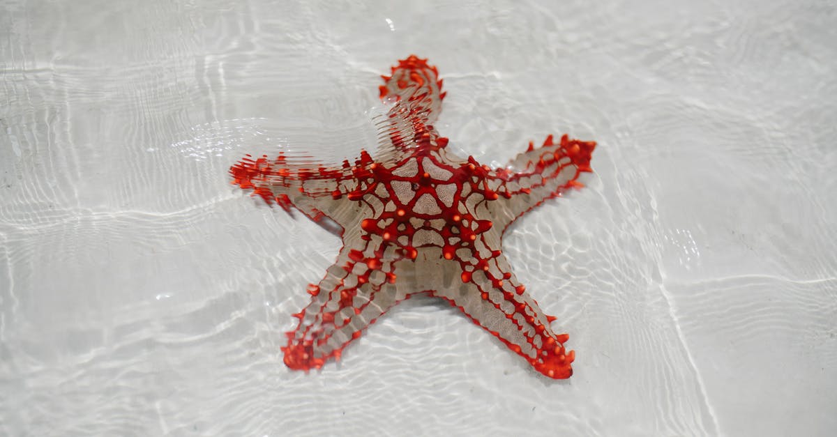 mousse with liquid in bottom - From above of starfish echinoderm from class Asteroidea on sandy bottom of clear shallow water mousse with liquid in bottom - From above of starfish echinoderm from class Asteroidea on sandy bottom of clear shallow water