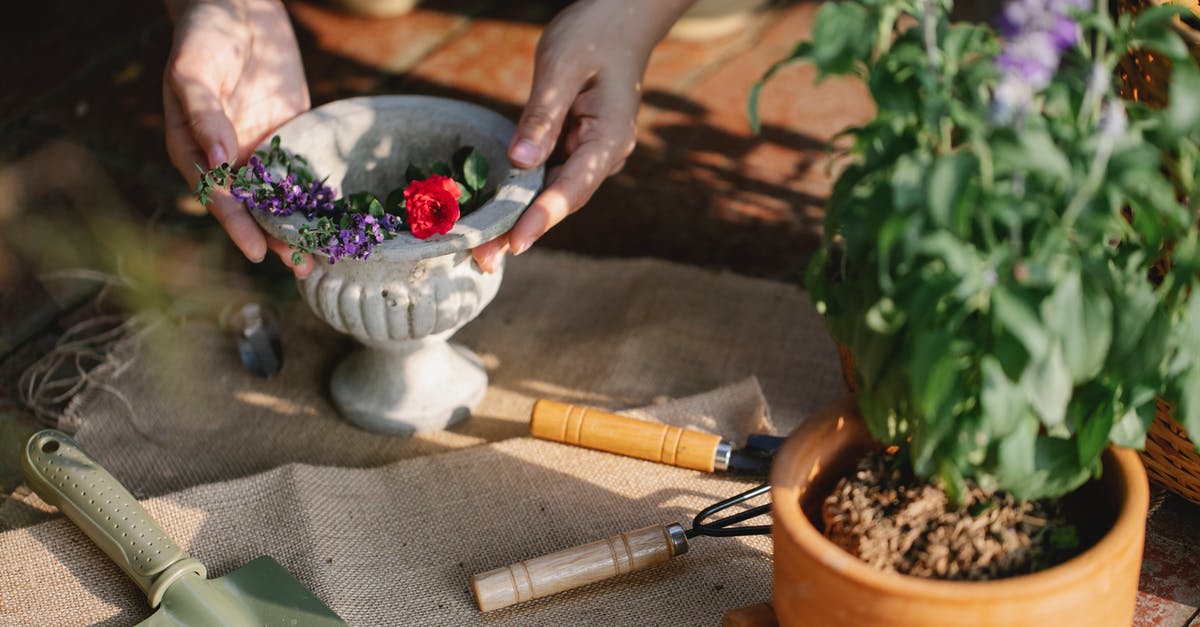 Mung beans take 10+ days to sprout - Gardener with ceramic vase of blooming branches Mung beans take 10+ days to sprout - Gardener with ceramic vase of blooming branches