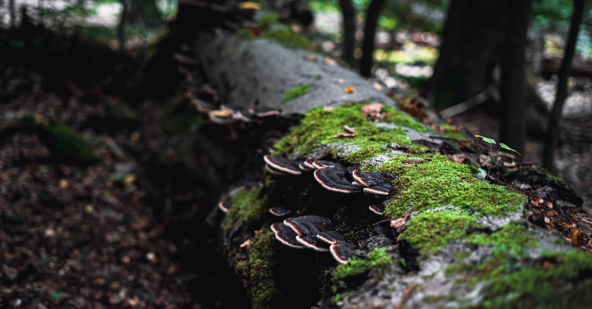 Mushroom substitutes - Mushroom Growing on a Tree Trunk Mushroom substitutes - Mushroom Growing on a Tree Trunk