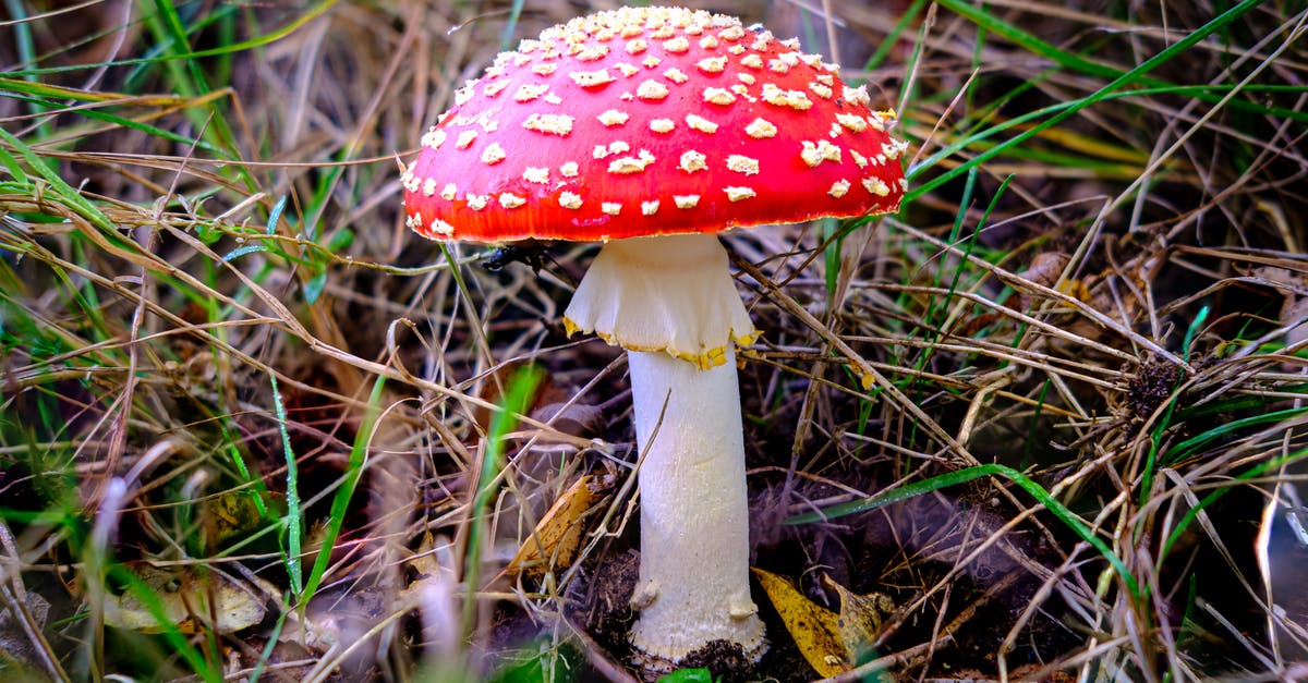 Mushroom substitutes - Red and White Mushroom in Close Up Photography Mushroom substitutes - Red and White Mushroom in Close Up Photography