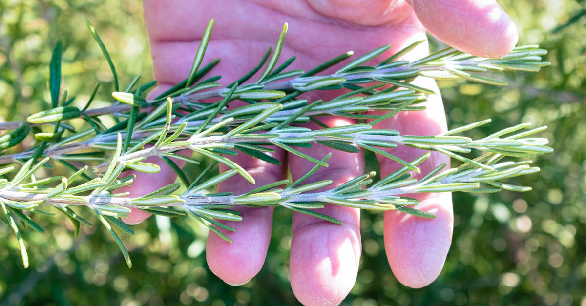 Name of an herb or spice that is small, dark spines [closed] - Green and Purple Plant on Persons Hand