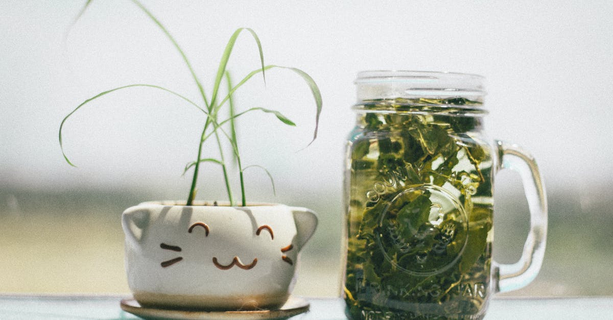 Name of tea with tiny green leaves? - Green Leafed Plant Beside Clear Glass Mg