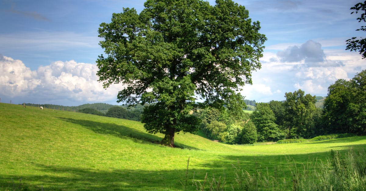 Name the vegetable from Nilgiri hills - Green Tree on Grass Field during Daytime Name the vegetable from Nilgiri hills - Green Tree on Grass Field during Daytime