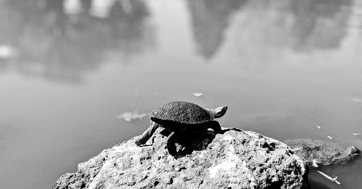 Naturally occuring mono- and diglycerides? - A Tortoise On A Rock Naturally occuring mono- and diglycerides? - A Tortoise On A Rock