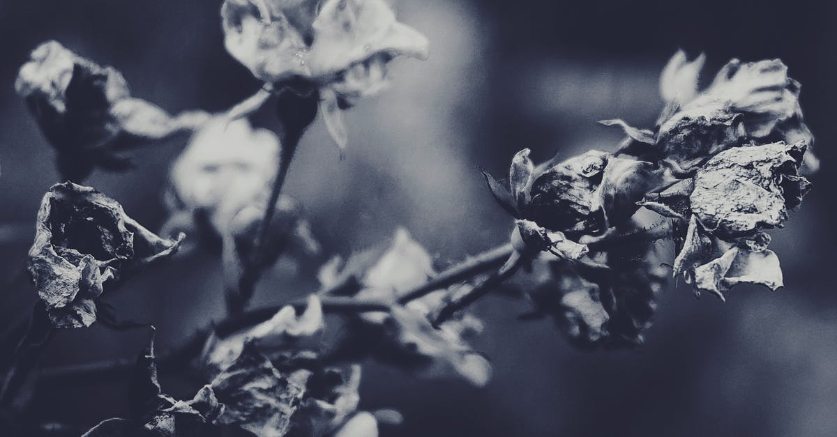 Naturally occuring mono- and diglycerides? - Grayscale Photography Of A Rose Plant Naturally occuring mono- and diglycerides? - Grayscale Photography Of A Rose Plant