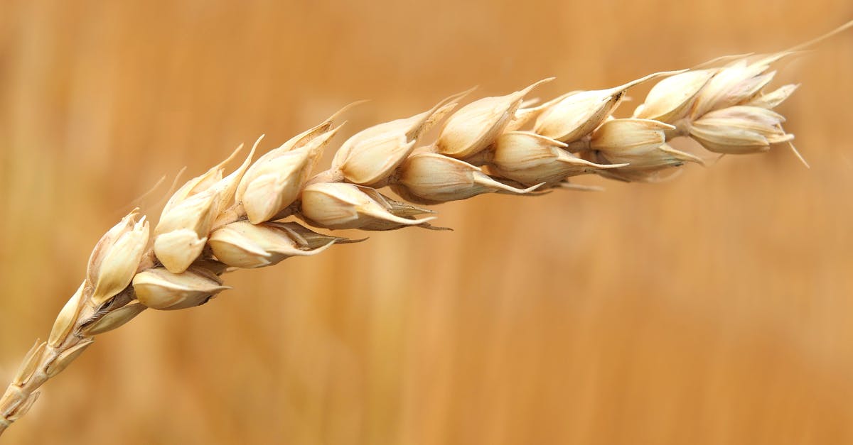 Need to dry grain before milling? - Wheat Grains Closeup Photography Need to dry grain before milling? - Wheat Grains Closeup Photography
