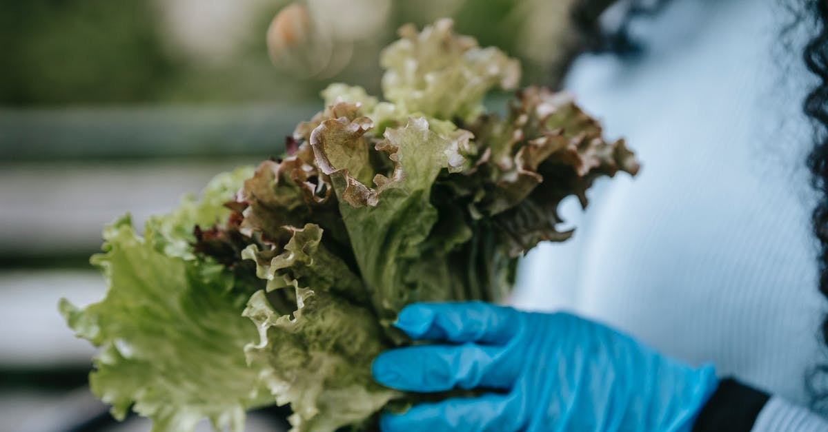 New green leaf vegetable in the family. What is it called? - Crop anonymous female in casual clothes and blue gloves demonstrating bouquet of green lettuce leaves in hands in daytime in street New green leaf vegetable in the family. What is it called? - Crop anonymous female in casual clothes and blue gloves demonstrating bouquet of green lettuce leaves in hands in daytime in street