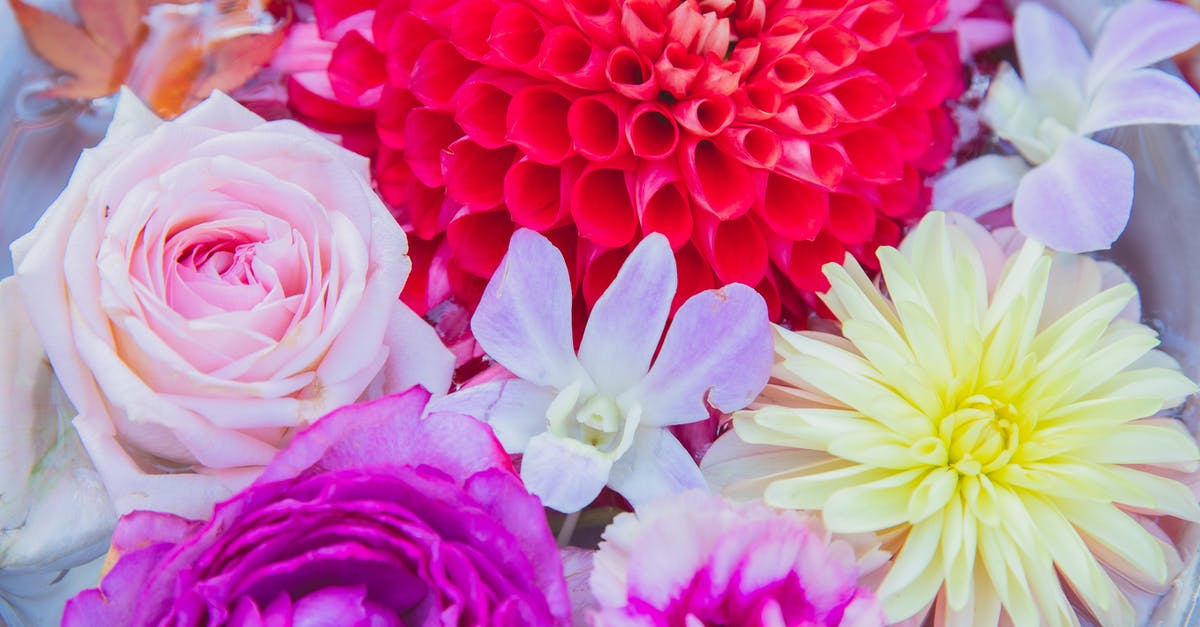 No water in the Crock pot - From above of big pot with blossoming red and yellow dahlias with purple peonies and orchid near pink rose flowers in water with red leafs in daylight No water in the Crock pot - From above of big pot with blossoming red and yellow dahlias with purple peonies and orchid near pink rose flowers in water with red leafs in daylight