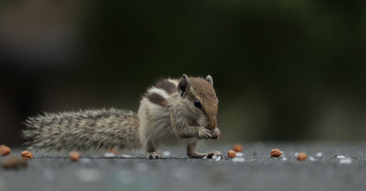 Non-nut substitute for ground hazelnuts - Brown and White Squirrel on Gray Concrete Floor Non-nut substitute for ground hazelnuts - Brown and White Squirrel on Gray Concrete Floor