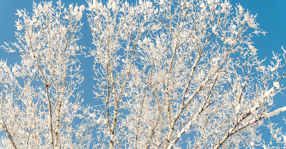 Nonsoggy spinich pie with frozen spinach - Hoarfrost on Tree Branches During Winter Nonsoggy spinich pie with frozen spinach - Hoarfrost on Tree Branches During Winter
