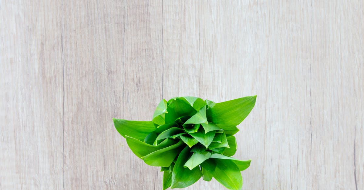 Olive wood cooking utensils: Seasoning, care, and maintenance? - Flat Lay Photography of Green Leafed Plant on Brown Surface Olive wood cooking utensils: Seasoning, care, and maintenance? - Flat Lay Photography of Green Leafed Plant on Brown Surface