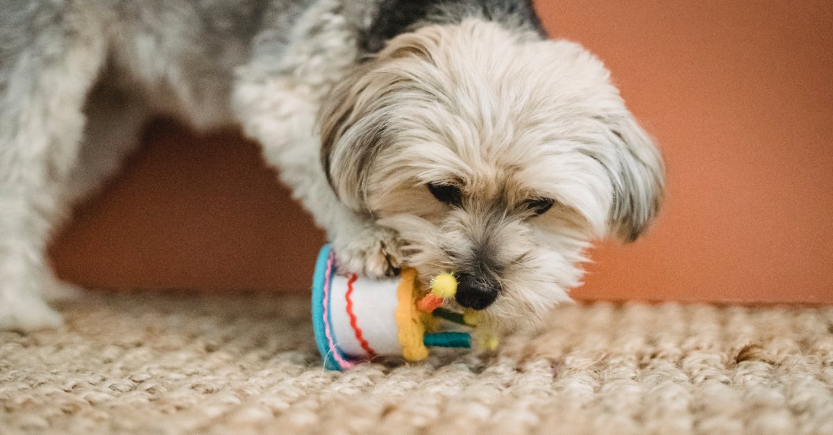 One side of the cake rises higher than another - Curious puppy biting toy for Birthday celebration One side of the cake rises higher than another - Curious puppy biting toy for Birthday celebration