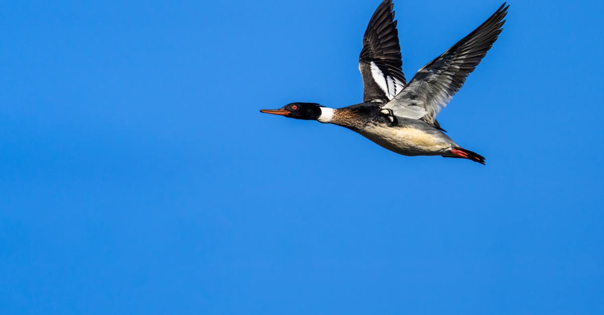 One whole duck and extra pieces - how long in the oven? - Sea duck flying on bright blue background