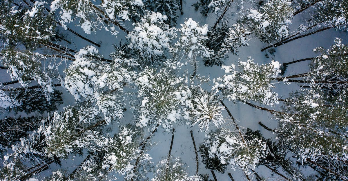Optimizing for efficiency: boiling frozen salmon without defrosting - White and Green Leaf Trees
