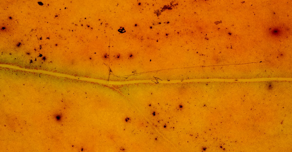 Orange spots on dry chickpea - Yellow tree leaf pattern during autumn Orange spots on dry chickpea - Yellow tree leaf pattern during autumn
