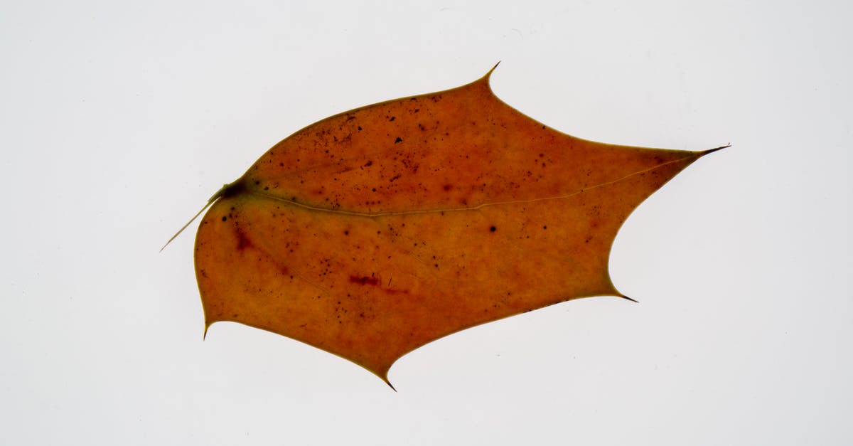 Orange spots on dry chickpea - Fallen autumn maple leaf on white background Orange spots on dry chickpea - Fallen autumn maple leaf on white background