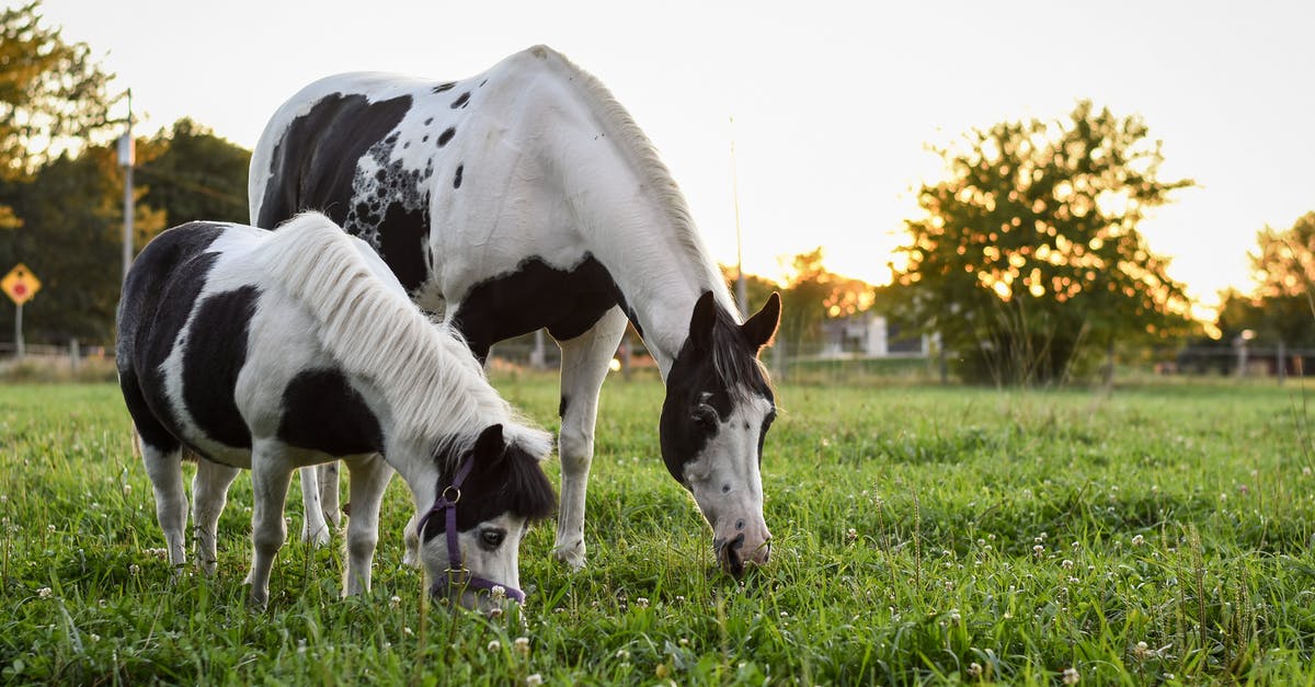 Painted Pony beans pate - Paint Horses Grazing in a Pasture Painted Pony beans pate - Paint Horses Grazing in a Pasture