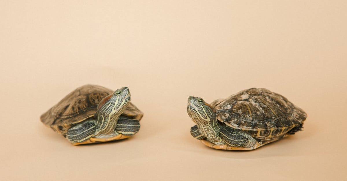 Pandan extract in small quantities - Red-eared turtles on a Pink Background Pandan extract in small quantities - Red-eared turtles on a Pink Background