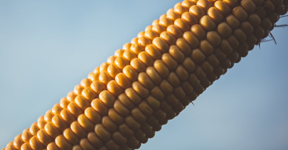 Par-Cooking Corn on the Cob in a Microwave - Corn With Blue Sky during Daytime Par-Cooking Corn on the Cob in a Microwave - Corn With Blue Sky during Daytime