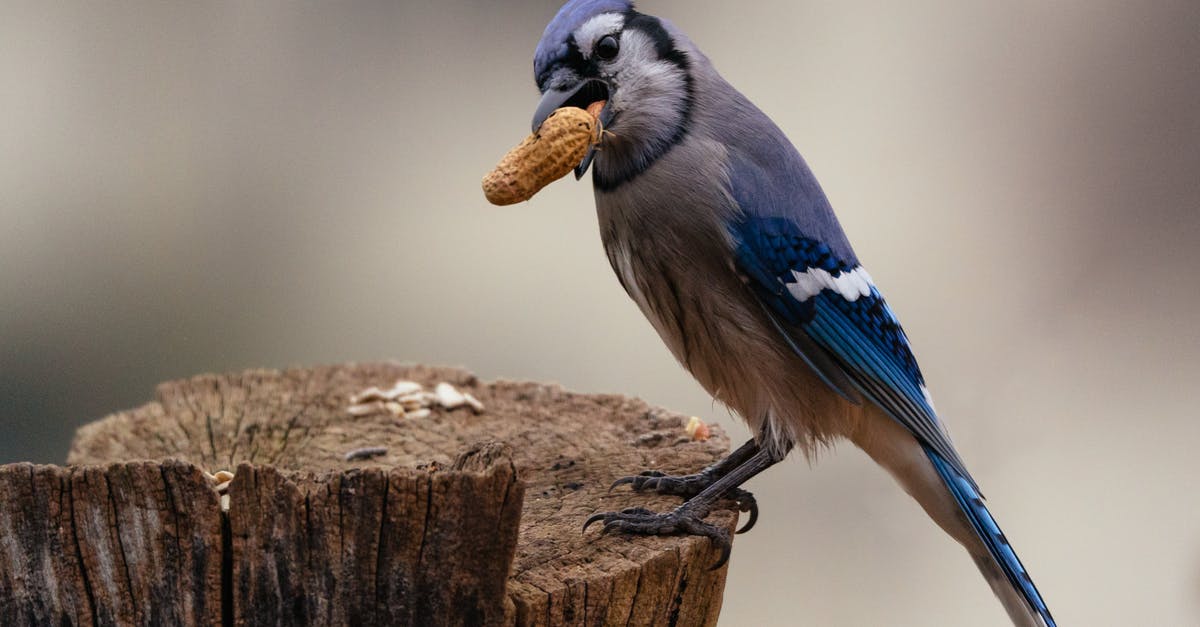 Peanut butter logs - A Blue Jay Biting a Peanut Peanut butter logs - A Blue Jay Biting a Peanut