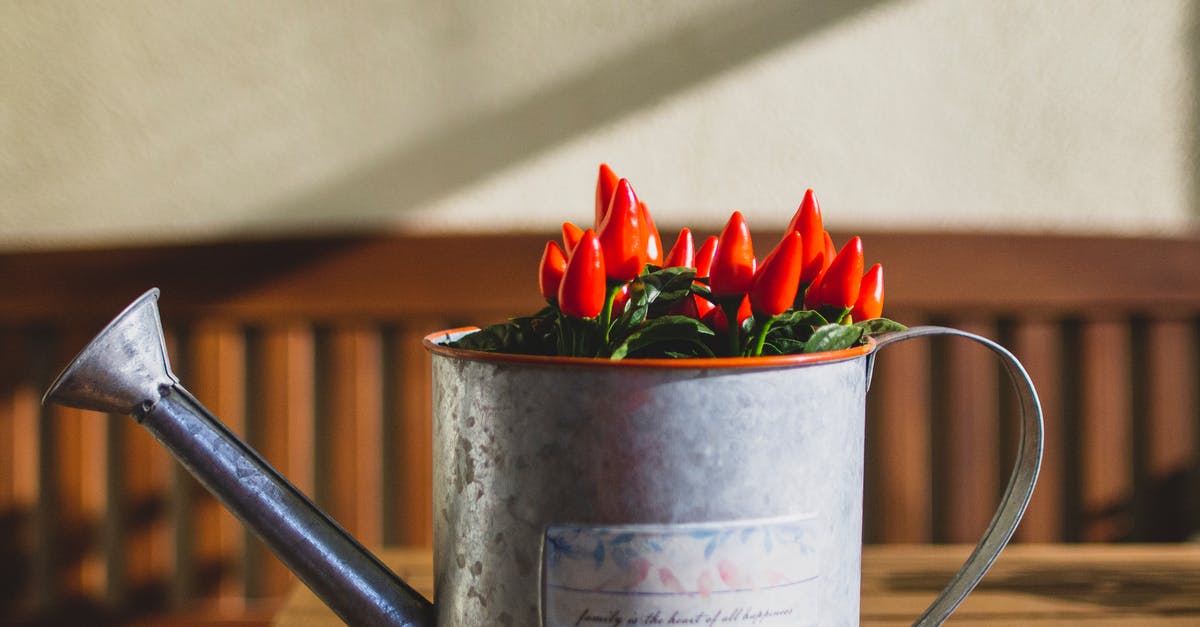 Peeling roasted green chilies - Red Chili Peppers Peeling roasted green chilies - Red Chili Peppers