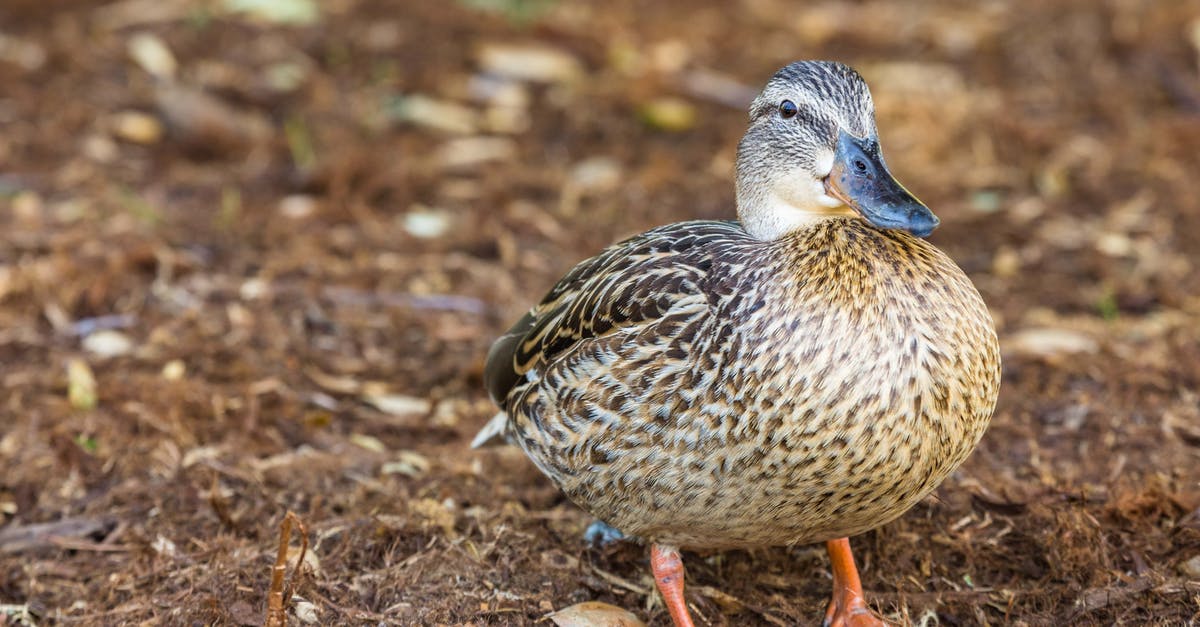 Peking Duck - why do they take my duck away? - Close-Up Photo of Brown Mallard Peking Duck - why do they take my duck away? - Close-Up Photo of Brown Mallard
