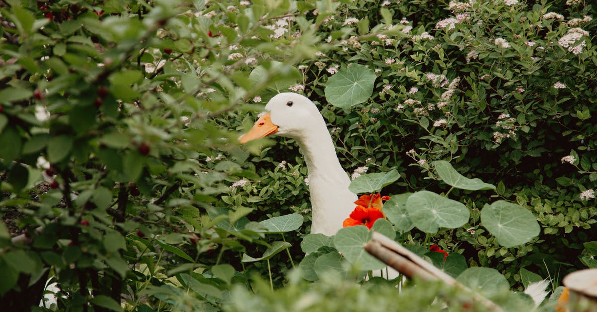 Peking Duck - why do they take my duck away? - White Duck on Near the Green Plants Peking Duck - why do they take my duck away? - White Duck on Near the Green Plants