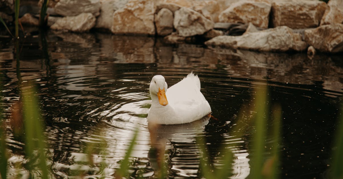 Peking Duck - why do they take my duck away? - White Duck on Water Peking Duck - why do they take my duck away? - White Duck on Water