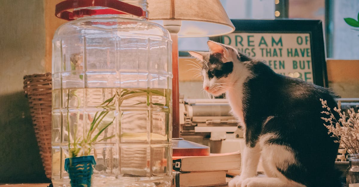PET containers for freezer meals? - Black and White Cat Sitting Beside Clear Glass Beverage Dispenser, Table Lamp, and Books on Brown Wooden Table PET containers for freezer meals? - Black and White Cat Sitting Beside Clear Glass Beverage Dispenser, Table Lamp, and Books on Brown Wooden Table