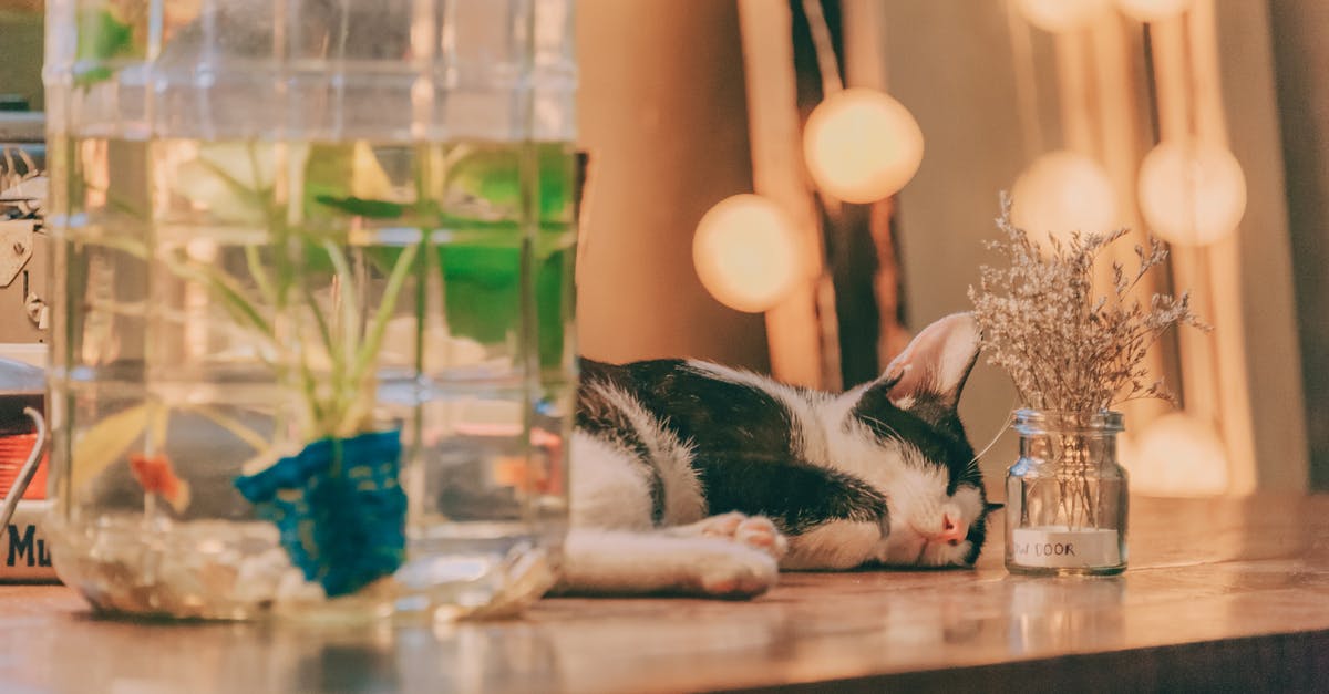 PET containers for freezer meals? - Cat Sleeping on Table PET containers for freezer meals? - Cat Sleeping on Table