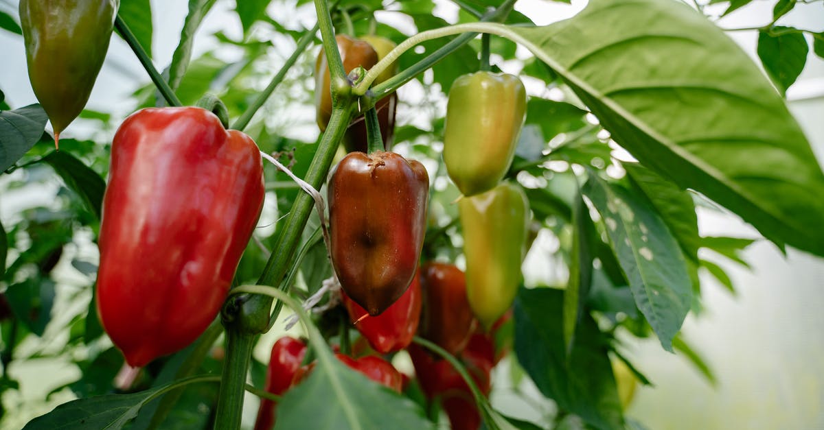 Pickling Peppers - Red and Green Bell Peppers