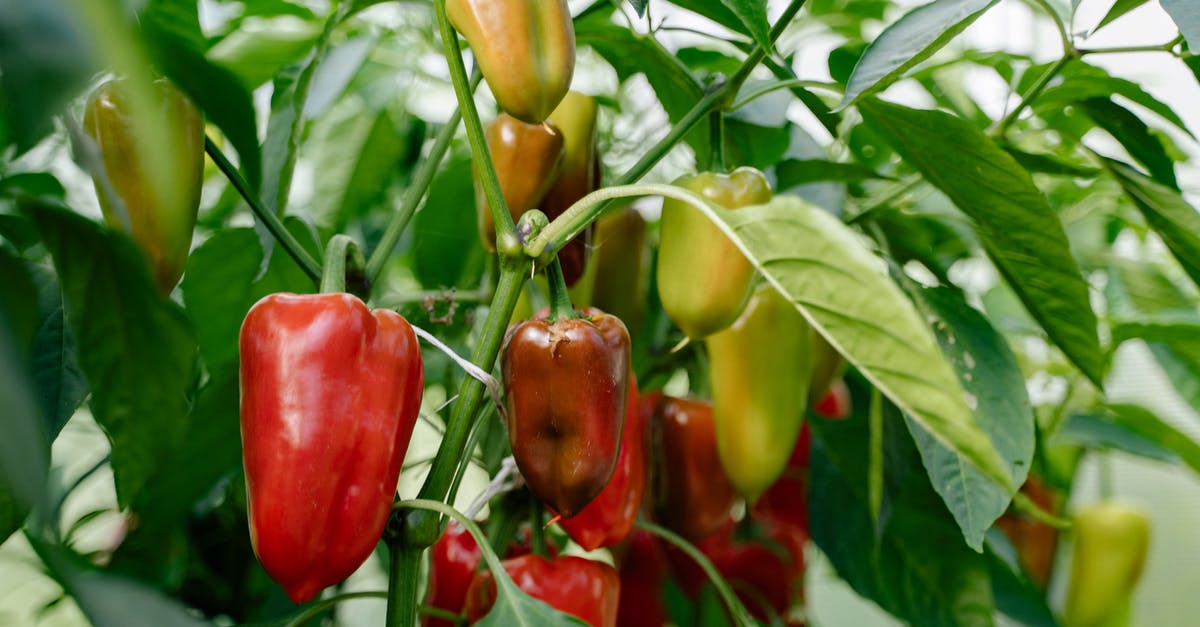 Pickling Peppers - Red and Yellow Bell Peppers