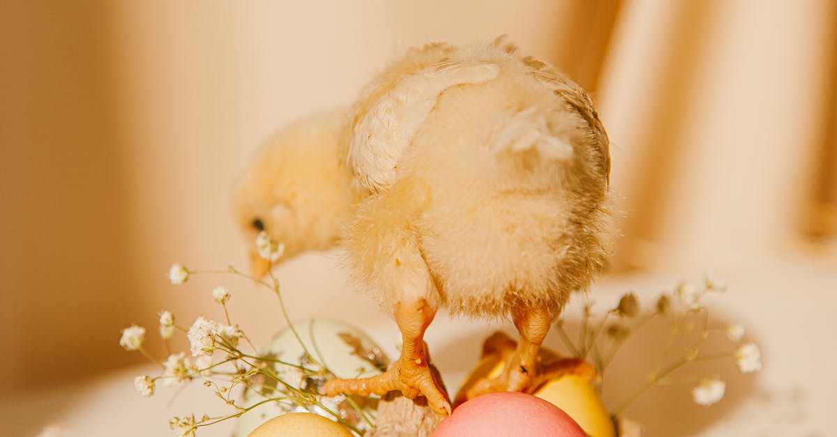 Pink Rabbit Blancmange origin? - Close-up Photo Of Chick On Colored Eggs Pink Rabbit Blancmange origin? - Close-up Photo Of Chick On Colored Eggs
