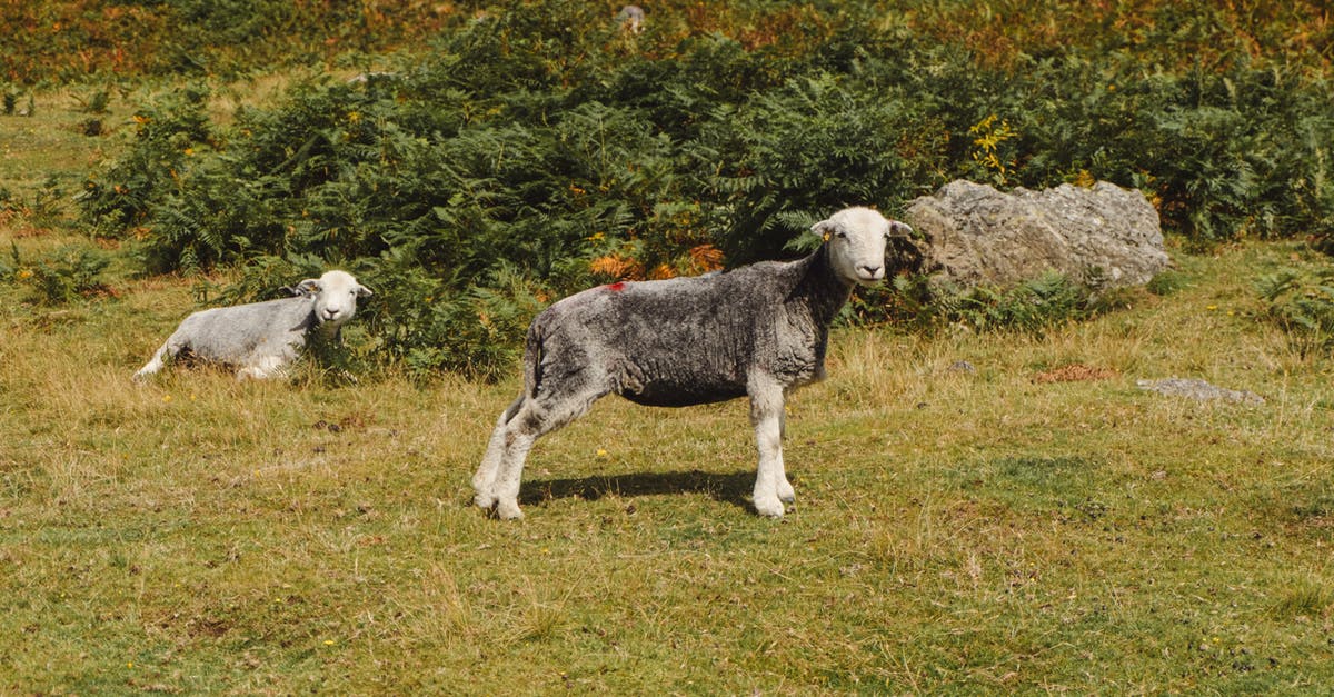 Plant-based lamb? - Gray sheep grazing in grassy meadow near bushes on sunny summer day in countryside Plant-based lamb? - Gray sheep grazing in grassy meadow near bushes on sunny summer day in countryside