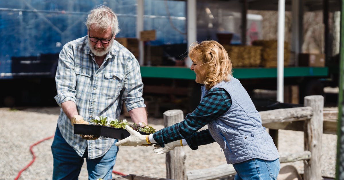 Please help identifying this herb - Couple of farmers in checked shirts and gloves carrying pots with green plants and helping each other in countryside on sunny day Please help identifying this herb - Couple of farmers in checked shirts and gloves carrying pots with green plants and helping each other in countryside on sunny day