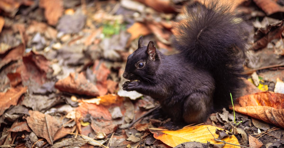 Please identify this nut covered cheese - Cute Black Squirrel Sitting on Ground Covered with Autumn Leaves and Eating Please identify this nut covered cheese - Cute Black Squirrel Sitting on Ground Covered with Autumn Leaves and Eating