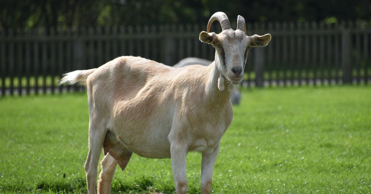 Powdered Goat Milk in Bread? - A Furry Goat on the Green Grass Field Powdered Goat Milk in Bread? - A Furry Goat on the Green Grass Field