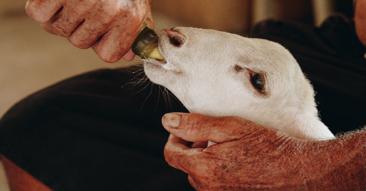Powdered Goat Milk in Bread? - A Person Feeding White Goat Powdered Goat Milk in Bread? - A Person Feeding White Goat