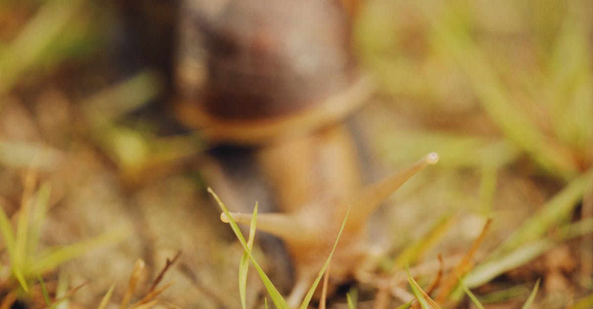 power failure and a slow cooker - Brown Snail on Green Grass power failure and a slow cooker - Brown Snail on Green Grass