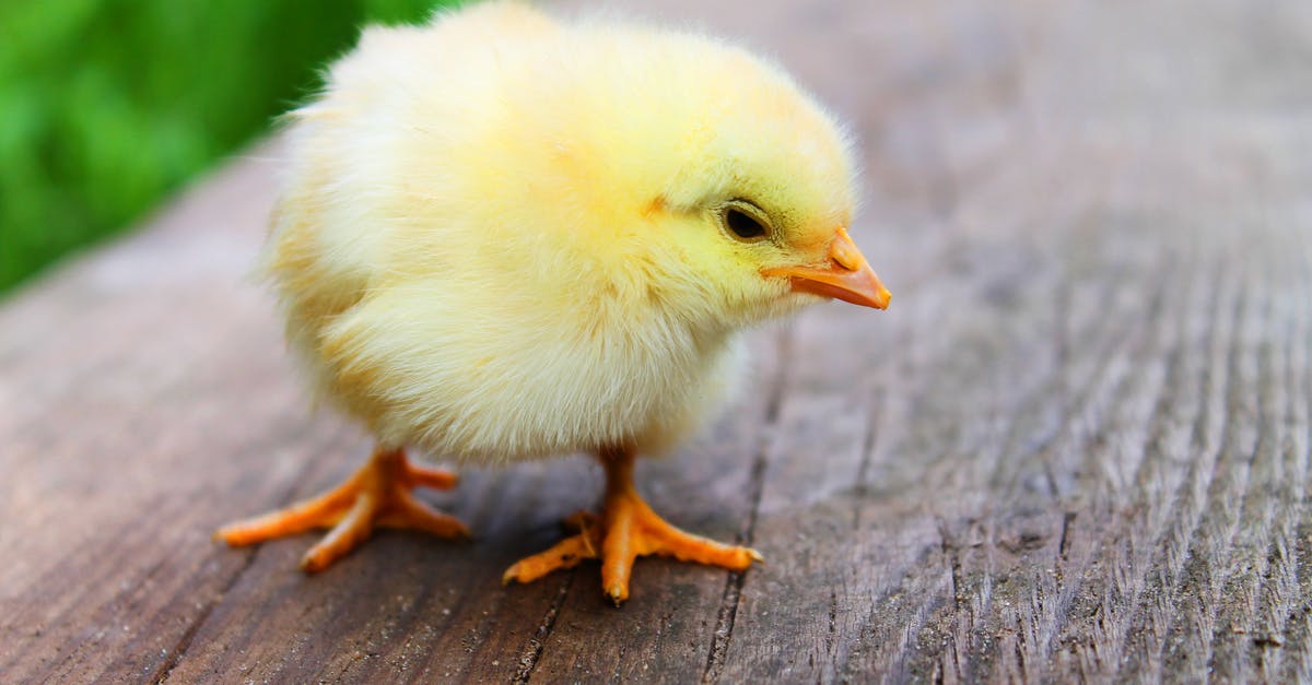Premium Young Chicken packed in broth - Shallow Focus Photography of Yellow Chick Premium Young Chicken packed in broth - Shallow Focus Photography of Yellow Chick