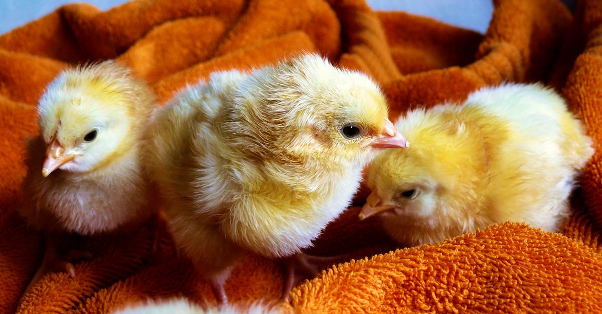 Premium Young Chicken packed in broth - Three Yellow Chicks Premium Young Chicken packed in broth - Three Yellow Chicks