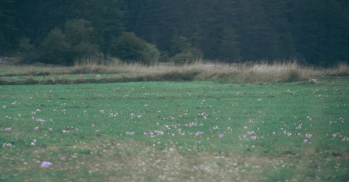 Preparing pine and fir needles collected in the wild - Green lawn with dry grass and dense forest Preparing pine and fir needles collected in the wild - Green lawn with dry grass and dense forest