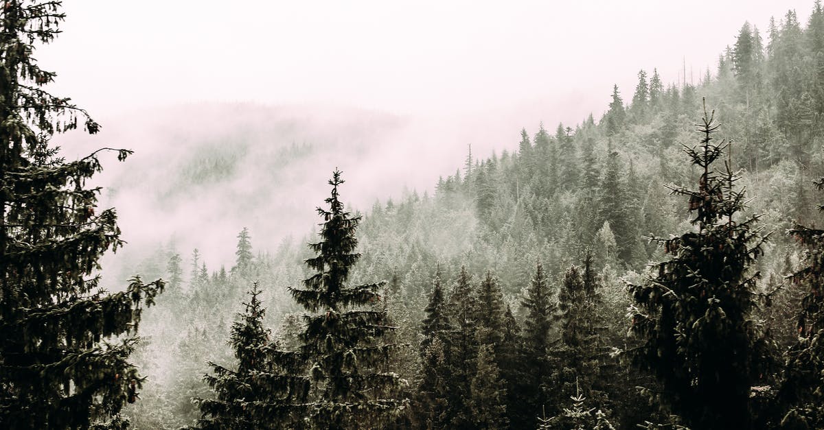 Preparing pine and fir needles collected in the wild - Coniferous trees with needles growing in woods in foggy overcast day in nature Preparing pine and fir needles collected in the wild - Coniferous trees with needles growing in woods in foggy overcast day in nature