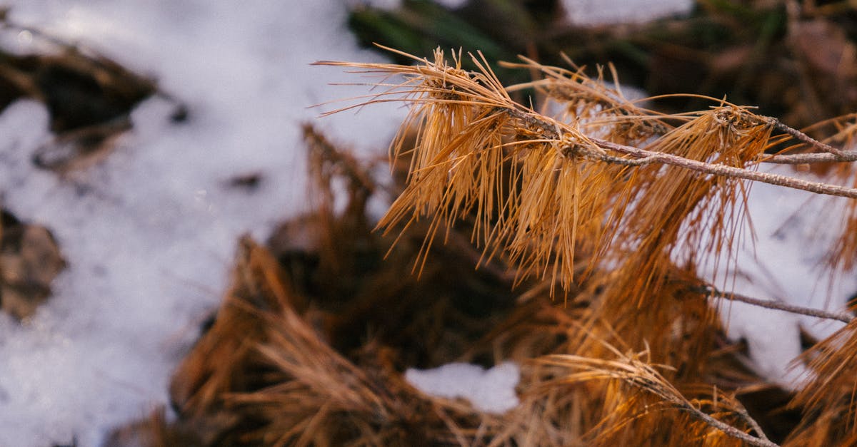 Preparing pine and fir needles collected in the wild - Dry twigs of pine tree in winter Preparing pine and fir needles collected in the wild - Dry twigs of pine tree in winter