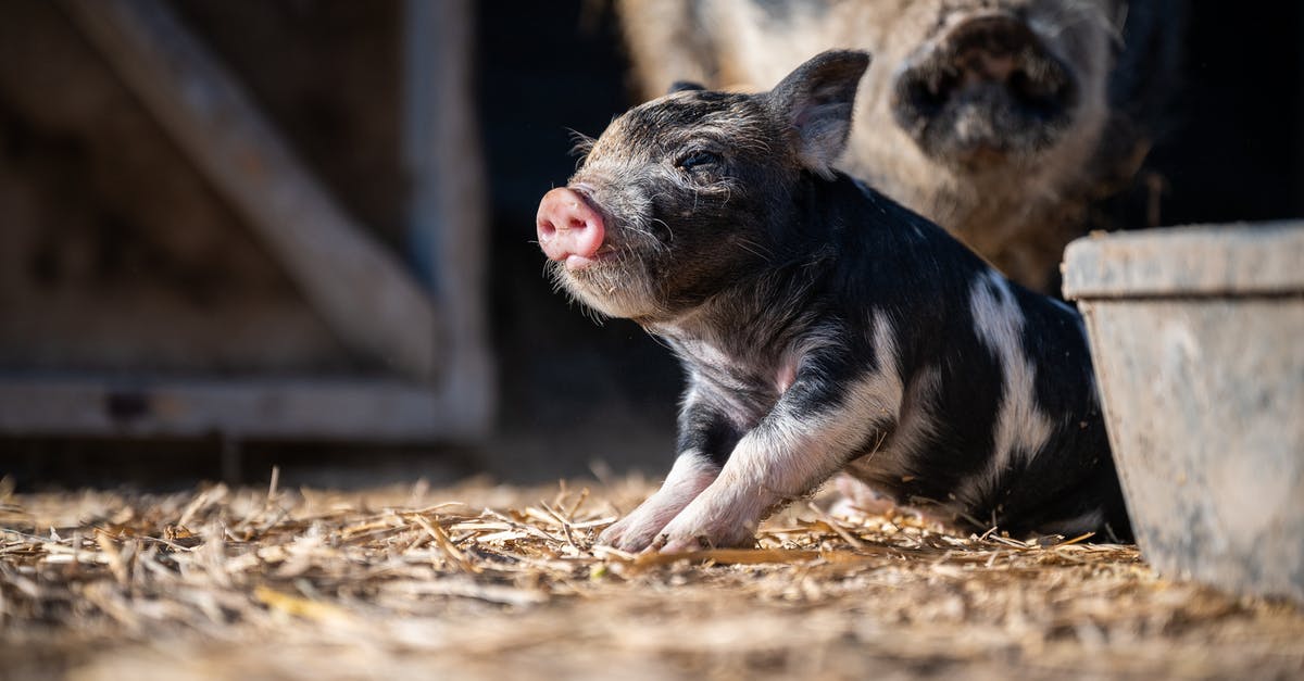 Preparing pork belly: Odd barn yard flavor - Adorable little piggy with spotted black fur sitting on sunny farm enclosure near pig mom Preparing pork belly: Odd barn yard flavor - Adorable little piggy with spotted black fur sitting on sunny farm enclosure near pig mom