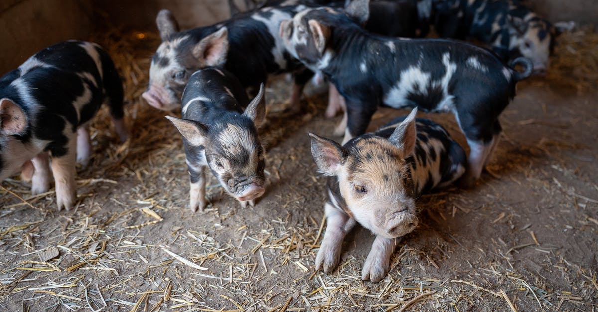Preparing pork belly: Odd barn yard flavor - From above cute black and white piglets with funny curvy tails playing together on rural barn ground Preparing pork belly: Odd barn yard flavor - From above cute black and white piglets with funny curvy tails playing together on rural barn ground