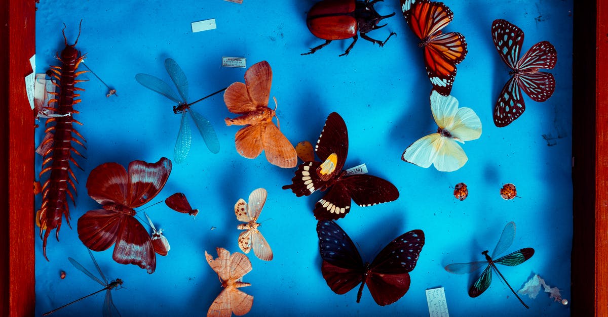 Preserving colour of mixed beans - Multicolored Butterflies Taxidermy Preserving colour of mixed beans - Multicolored Butterflies Taxidermy