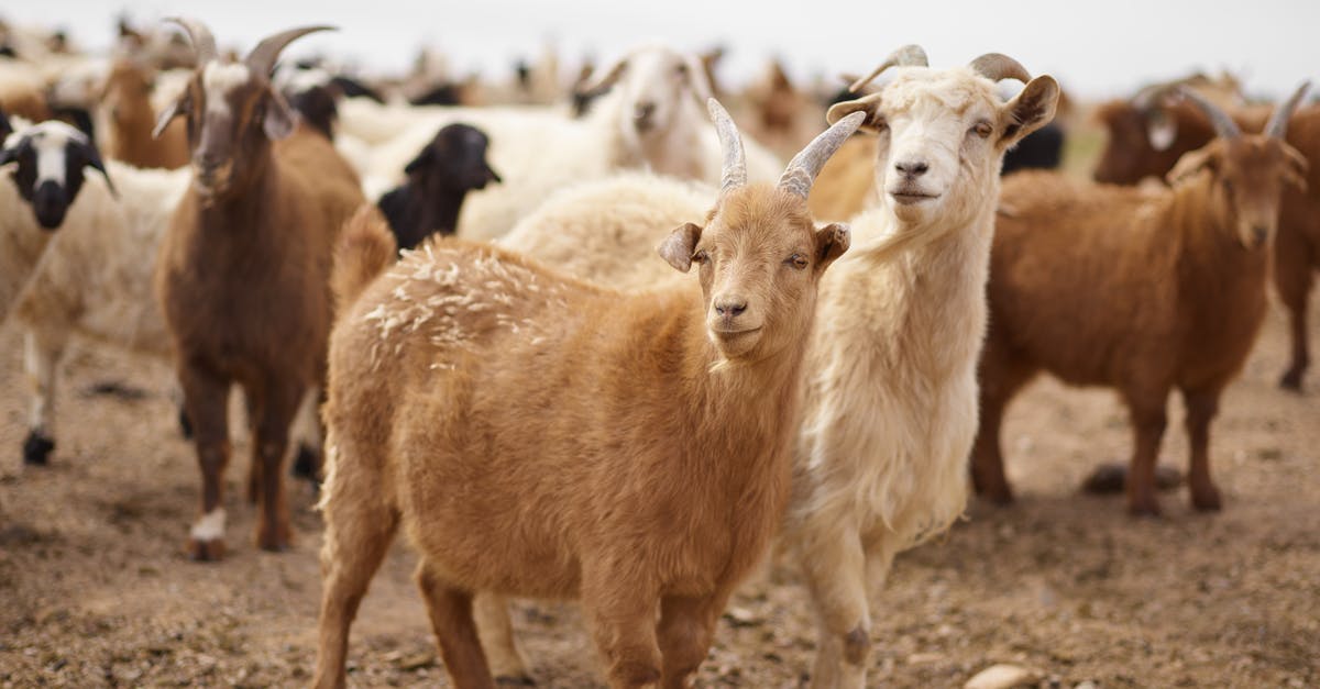 Preserving small amounts of milk - Flock of fluffy goats grazing on pasture in rural area of steppe during daytime Preserving small amounts of milk - Flock of fluffy goats grazing on pasture in rural area of steppe during daytime