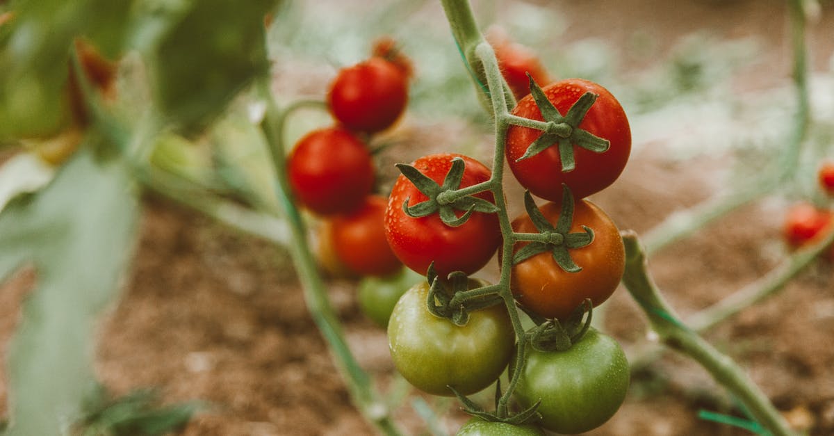Pressure canning tomato paste - Red and Green Tomato Fruits Pressure canning tomato paste - Red and Green Tomato Fruits